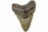 Fossil Megalodon Tooth - North Carolina #226503-1